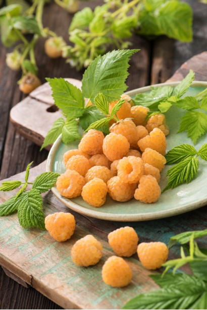 Малина жовта ‘Олл Голд’